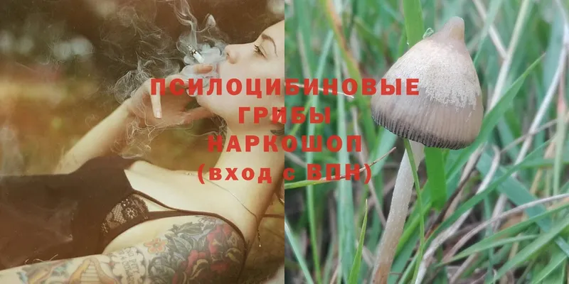 Псилоцибиновые грибы Psilocybe  Камызяк 